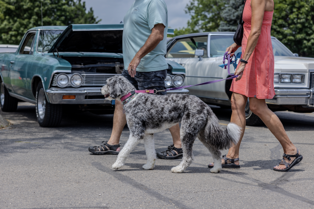 dane county humane society